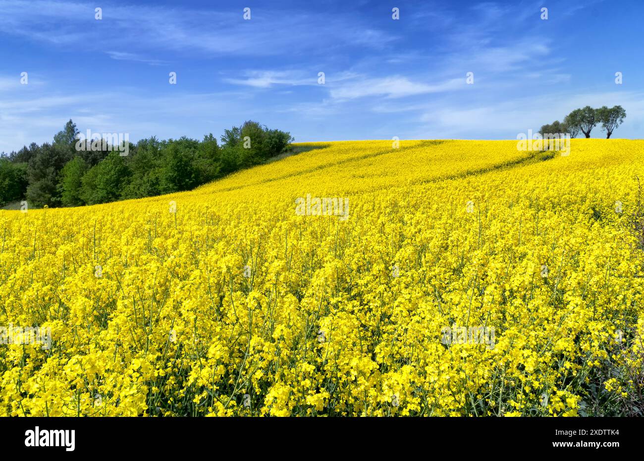 Ländliche Hügellandschaft mit Rapsfeld, blauem Himmel mit Wolken, Bäumen, Wald am Horizont, sonniger Frühlingstag. Polen, Europa. Stockfoto