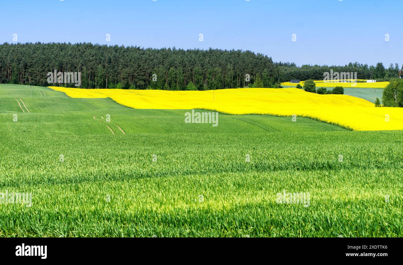 Ländliche Hügellandschaft mit Getreide- und Rapsfeld, blauem Himmel, Bäumen, Wald am Horizont, sonnigem Frühlingstag. Polen, Europa. Stockfoto