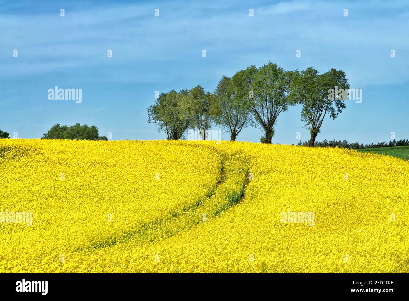 Ländliche Hügellandschaft mit Rapsfeld, blauem Himmel, Bäumen, Wald am Horizont, sonnigem Frühlingstag. Polen, Europa. Stockfoto