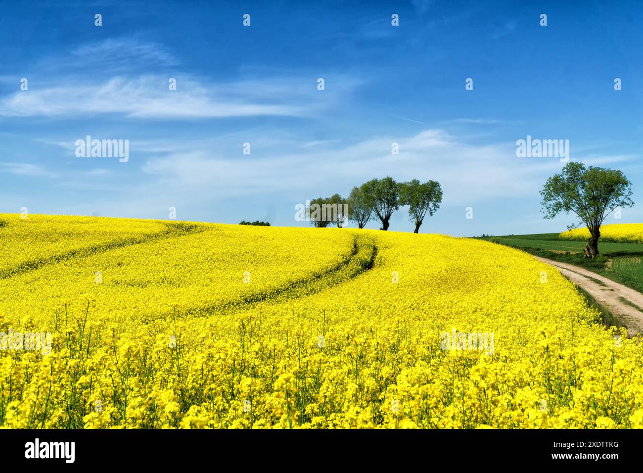Ländliche Hügellandschaft mit Rapsfeld, blauem Himmel mit Wolken, Bäumen, Wald am Horizont, sonniger Frühlingstag. Polen, Europa. Stockfoto