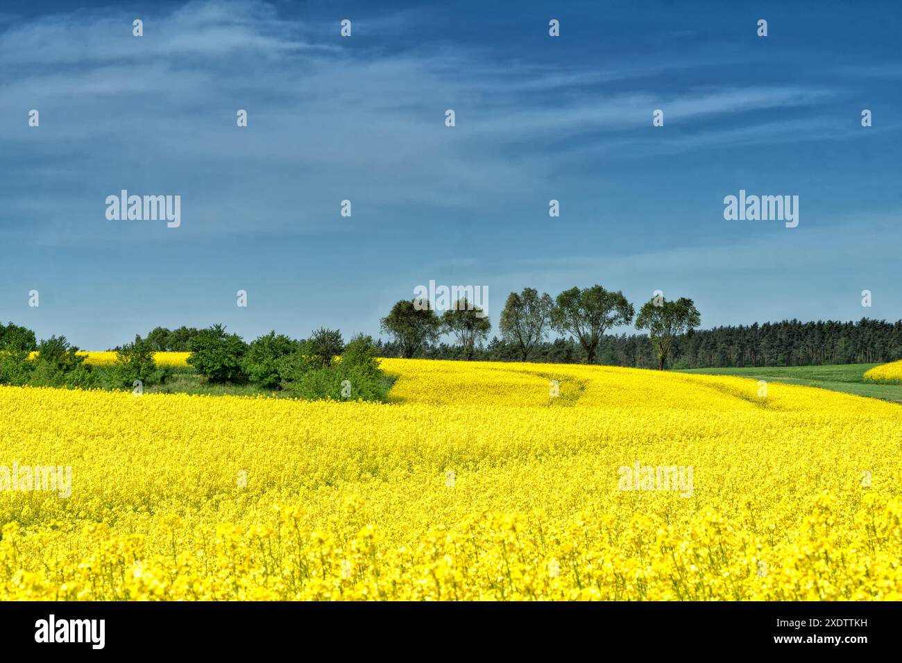 Ländliche Hügellandschaft mit Rapsfeld, blauem Himmel mit Wolken, Bäumen, Wald am Horizont, sonniger Frühlingstag. Polen, Europa. Stockfoto