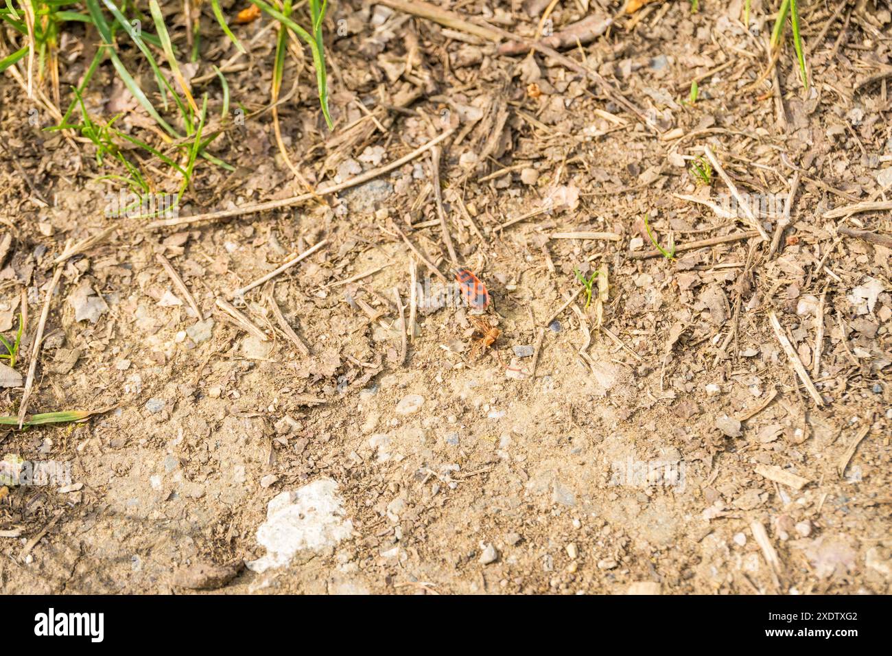 Natürliche Nahaufnahme eines einzelnen bunten roten Feuerwanzes, Pyrrhocoris apterus. Hochwertige Fotos Stockfoto