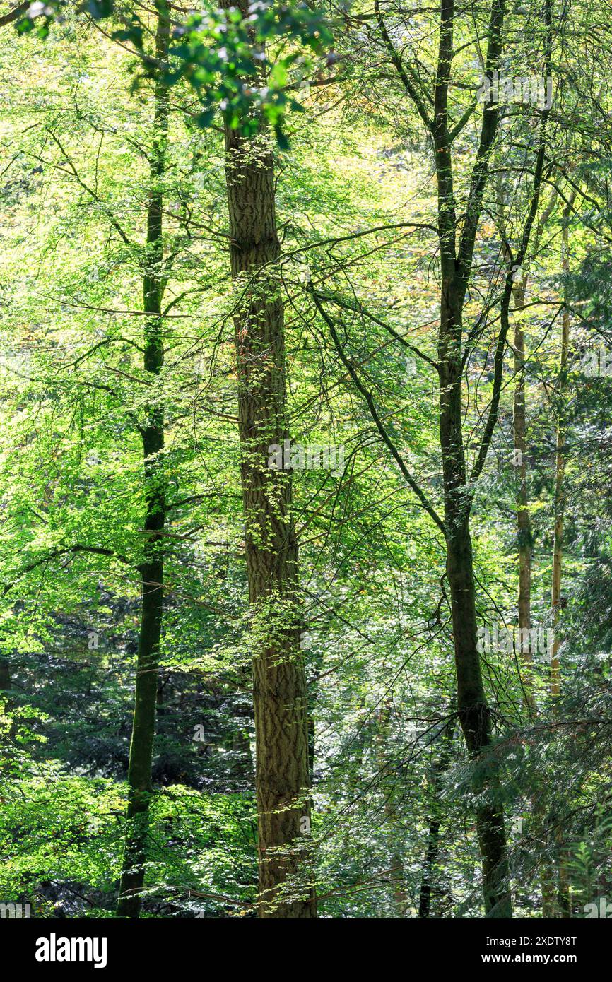 The New Forest, Hampshire, England, Großbritannien Stockfoto