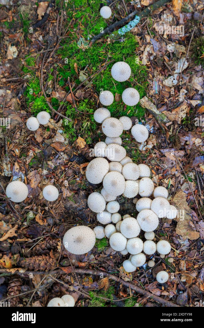 Gewöhnliche Puffbällchen, Lycoperdon perlatum, New Forest, Hampshire, Großbritannien Stockfoto