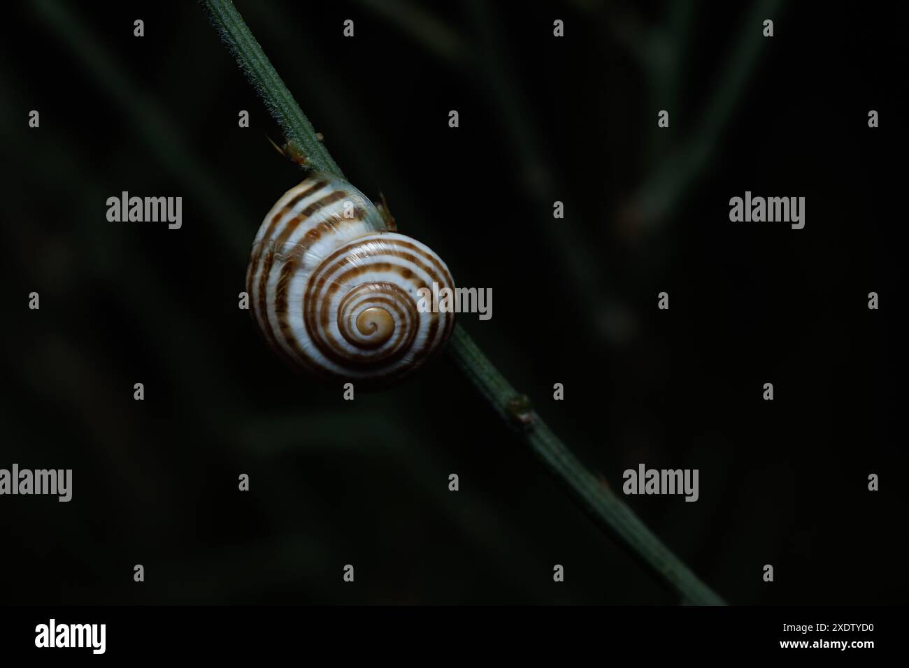 Schnecke Cepaea nemoralis in ihrer Hülle mit Blitzlicht, Alcoy, Spanien Stockfoto