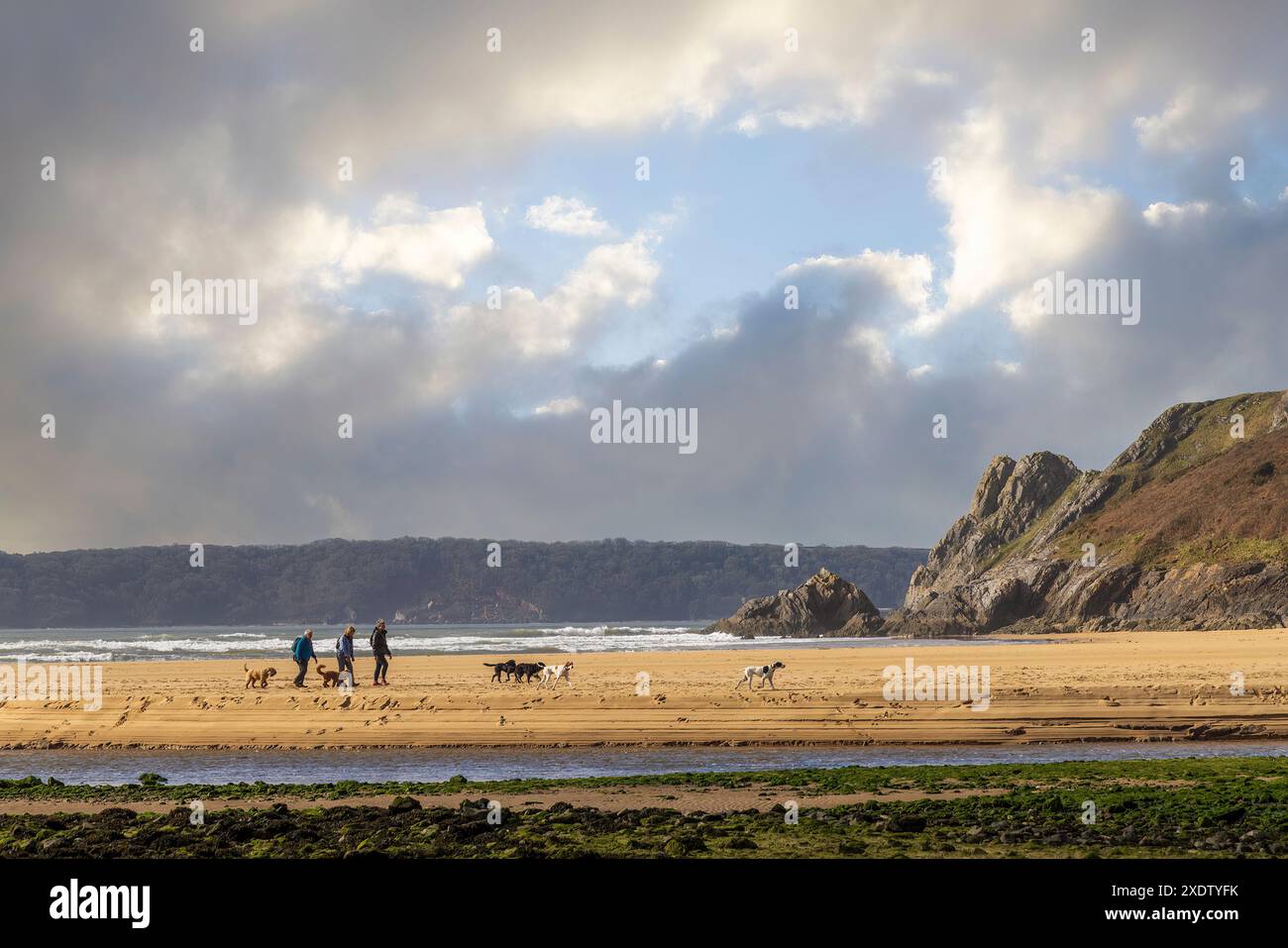 Menschen laufen Hunde am Strand, Three Cliffs Bay, Gower, Wales, Großbritannien Stockfoto