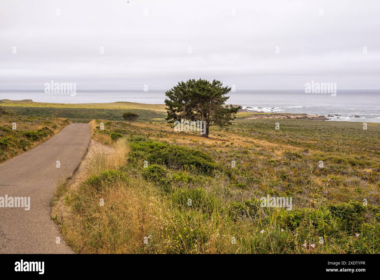 Montaña de Oro State Park in San Luis Obispo County. Stockfoto