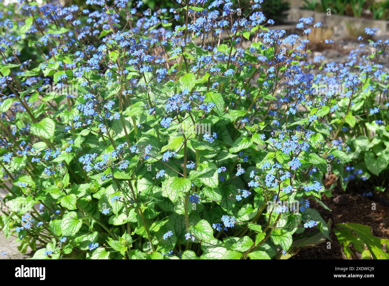 Sibirischer Bugloss (Brunnera macrophylla) - große Vergissmeinnicht, Largeleaf Brunnera oder Herzblatt - eine harte, krautige Staude, die als Bodendecke geschätzt wird. Stockfoto