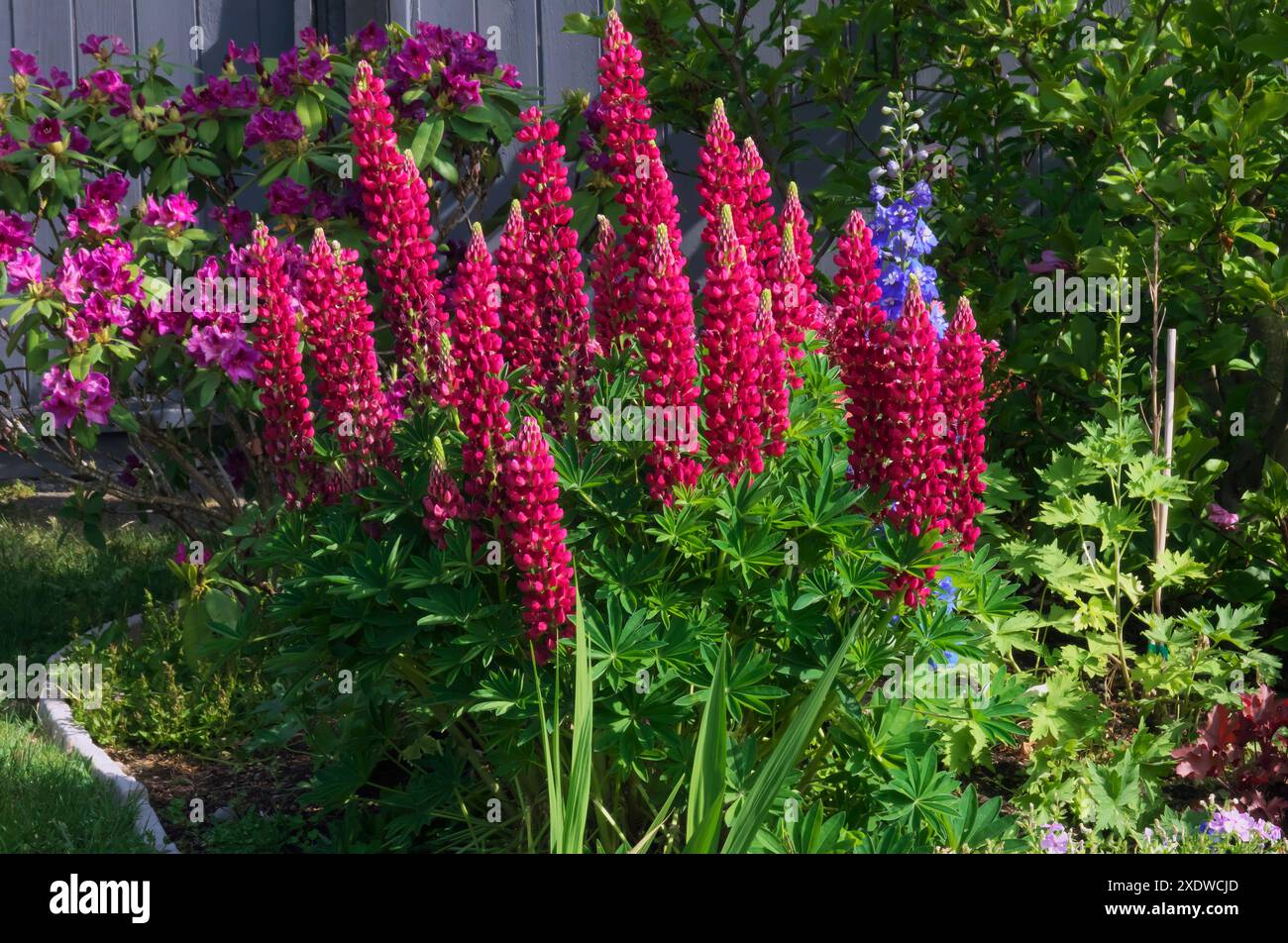 Lupinus – dunkelrosa Lupinen oder Lupinen in einem Garten – eine ausdauernde Pflanze, die für Bestäuber attraktiv ist. Stockfoto