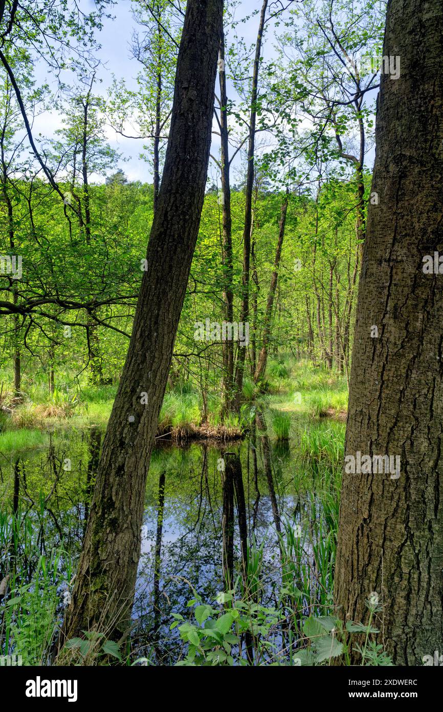 Feuchtgebiete im Frühling, grünes Gras, Moos, Farne. Die Vegetation spiegelt sich im Wasser wider. Polen, Europa. Stockfoto