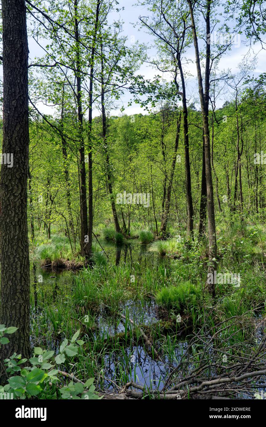 Feuchtgebiete im Frühling, grünes Gras, Moos, Farne. Die Vegetation spiegelt sich im Wasser wider. Polen, Europa. Stockfoto