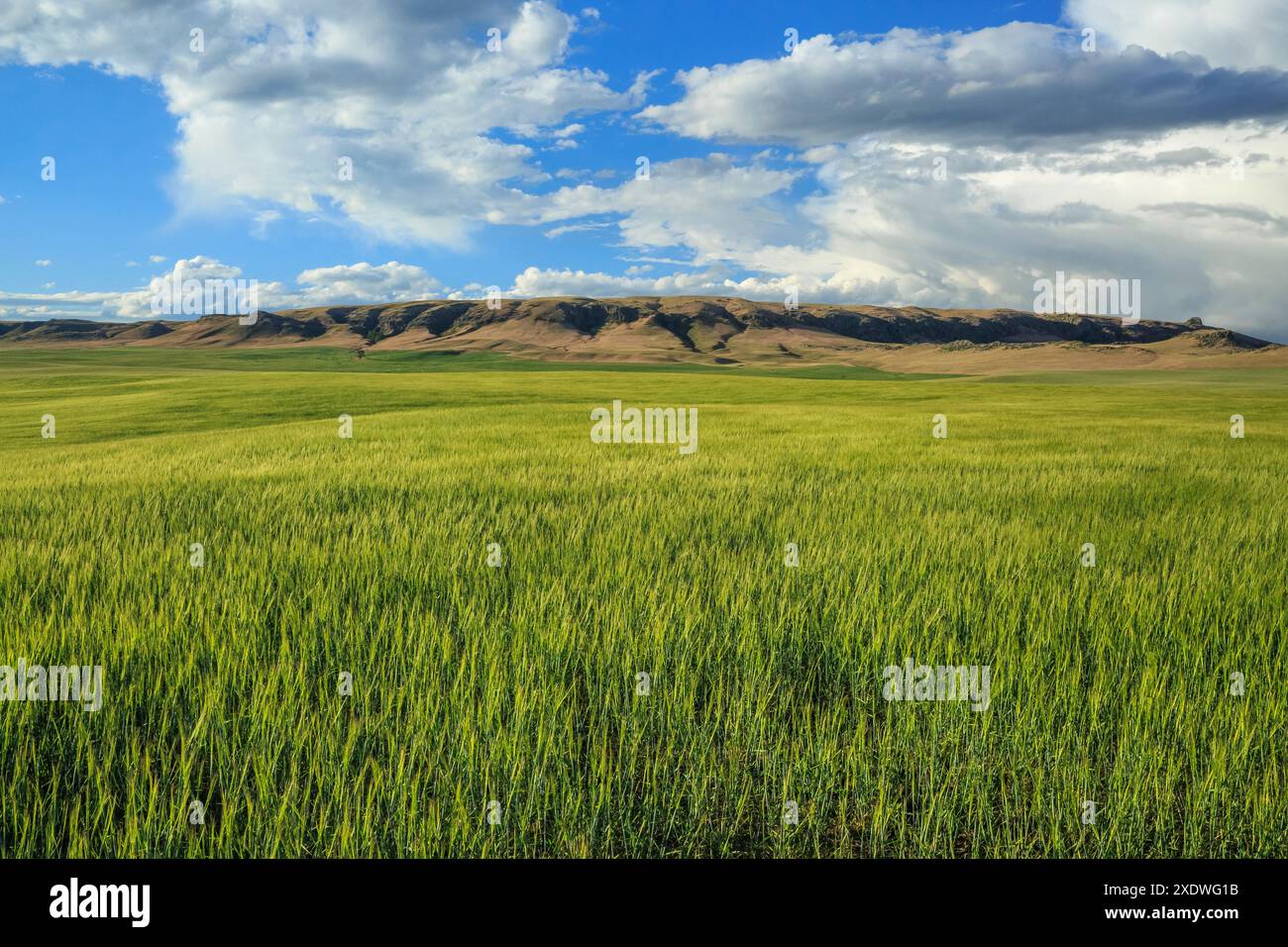 Weizenfeld unter shaw butte bei simms, montana Stockfoto