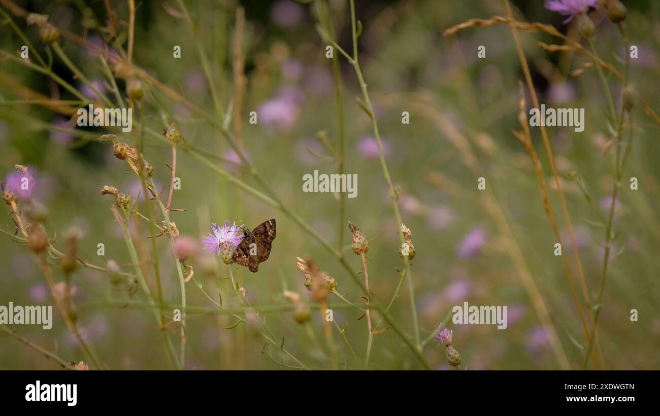 Schmetterling besucht im Frühsommer die rosa Distelwildblume Stockfoto