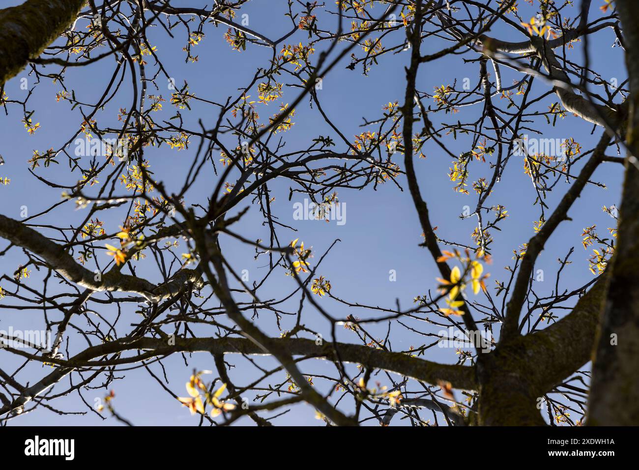 Lange Ohrringe von Walnussblüten während der Blüte, blühende Walnussbäume im Obstgarten Stockfoto