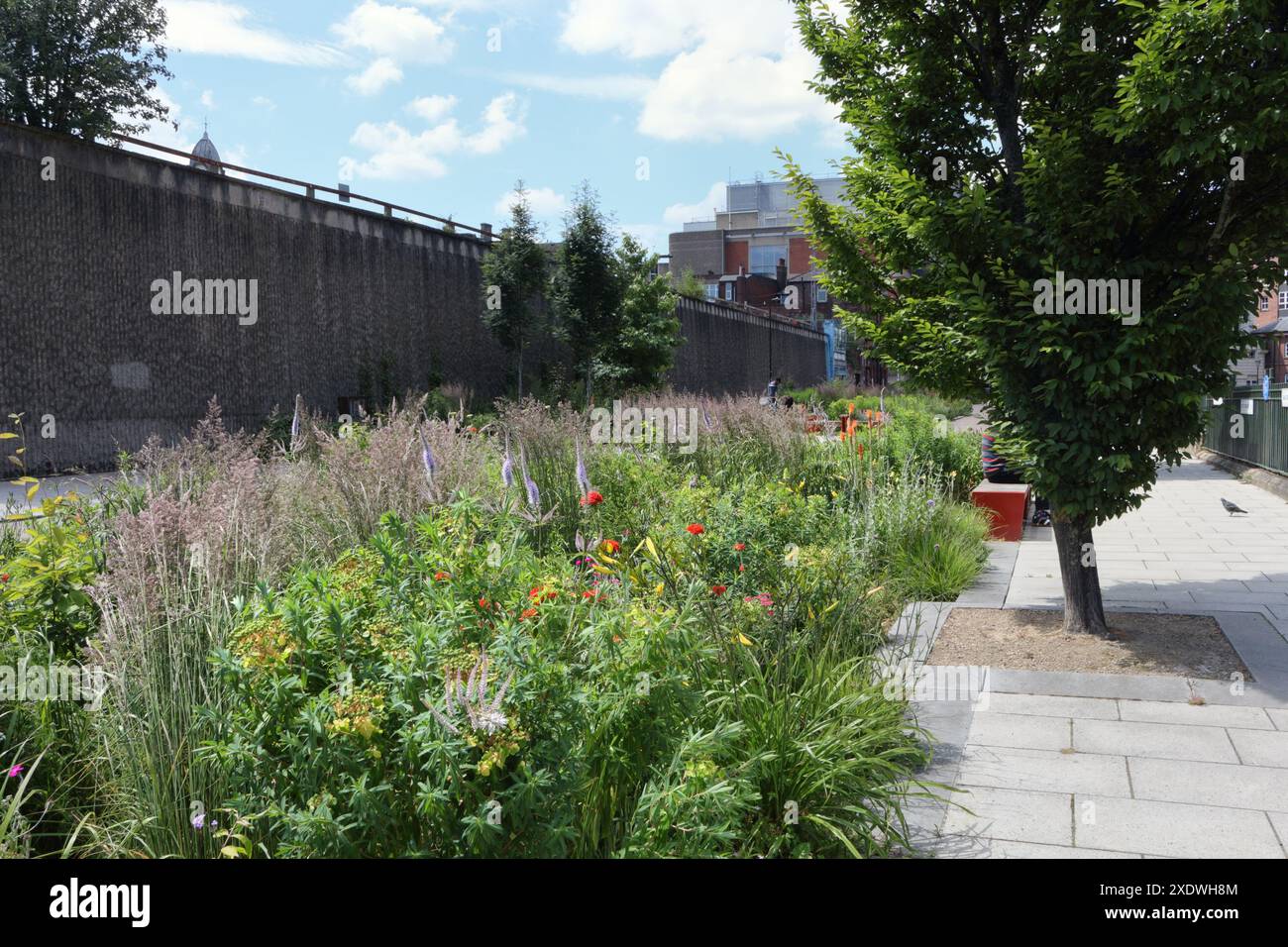 Castlegate Grey to Green Park Sheffield Stadtzentrum England Großbritannien, Innenstadtgrün öffentlicher Garten Pflanzen städtische Umwelt Nachhaltigkeit Biodiversität Stockfoto