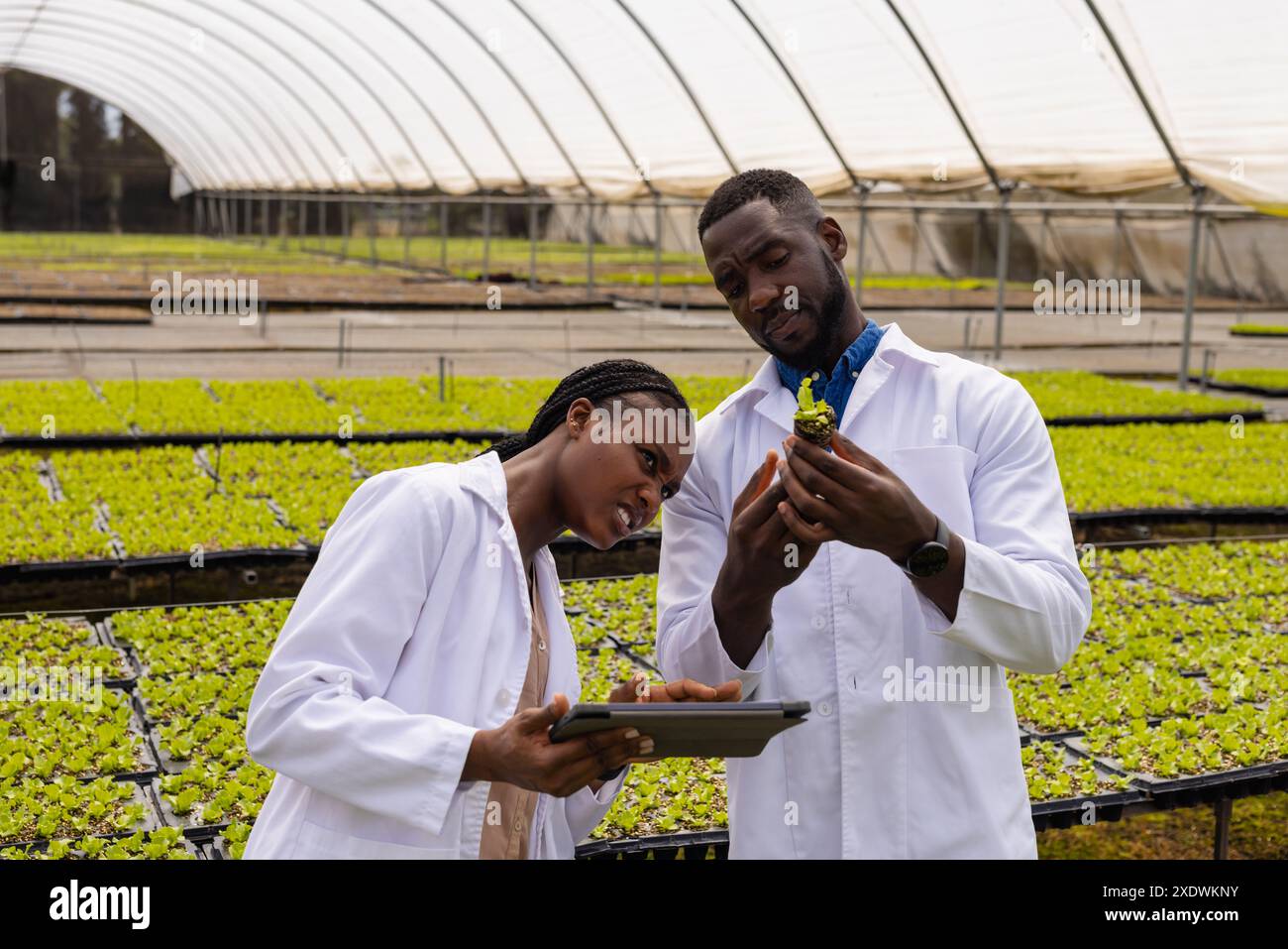 Landwirte in Gewächshäusern, die Pflanzen untersuchen und Tablets für die hydroponische Landwirtschaft verwenden Stockfoto