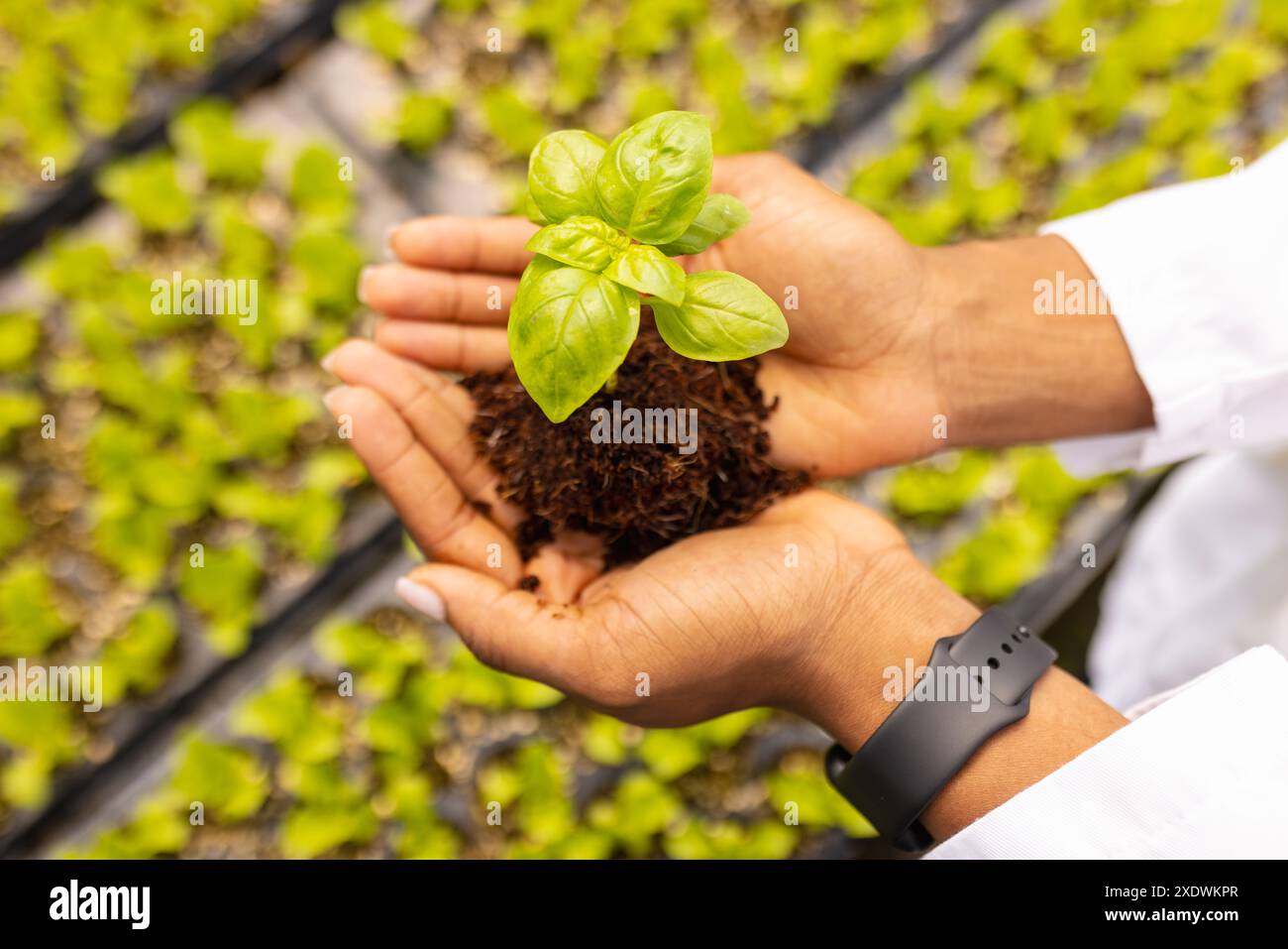 Jungpflanzen halten, Landwirt im Gewächshaus hydroponischer Gemüsegarten pflegen Stockfoto