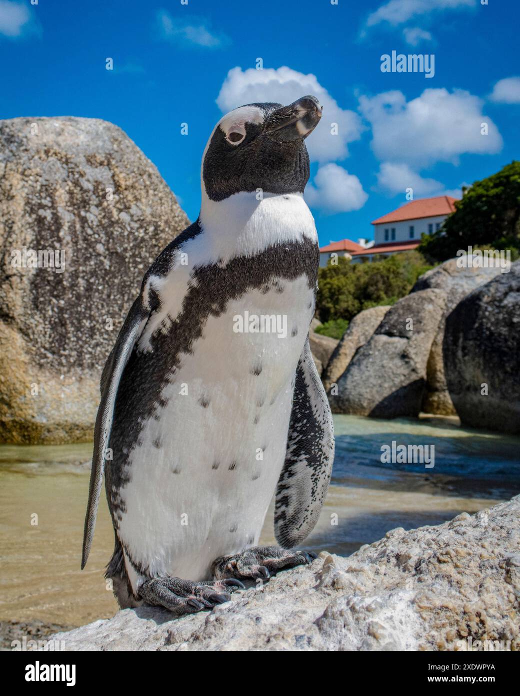 Afrikanischer Pinguin, Spheniscus demersus, gefährdete Arten, am Boulders Beach, Simon's Town, Westkap, Südafrika Stockfoto