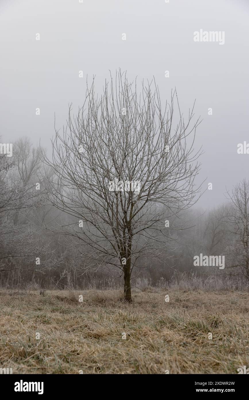 Gras bei Frost, bedeckt mit Eis und Schnee, wintergrünes Gras und Bäume Stockfoto