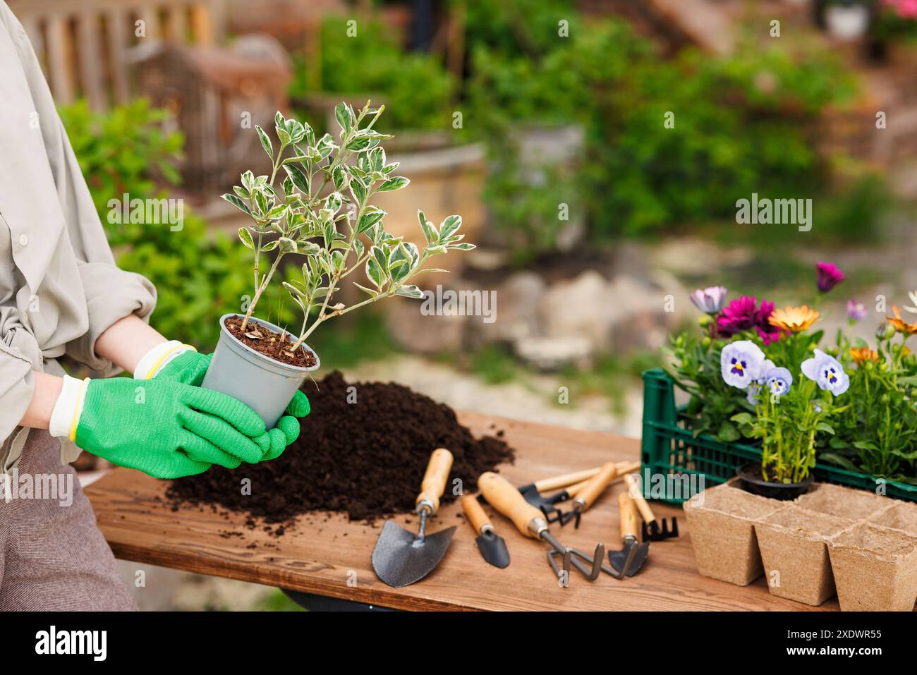 Gärtnerin pflanzt Blumen in ihrem Garten, kümmert sich um den Garten, pflanzt Innenpflanzen um, Liebe zu Blumen und Pflanzen Stockfoto