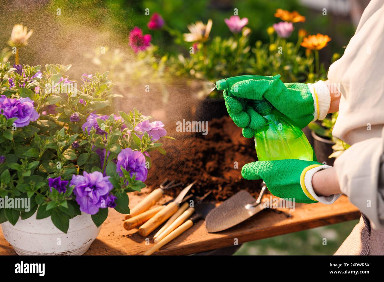Frau pflegt Pflanzen und sprüht Blumen mit Wasser, Gartenkonzept, Pflanzenpflege, Neubepflanzung von Blumenpflanzen Stockfoto