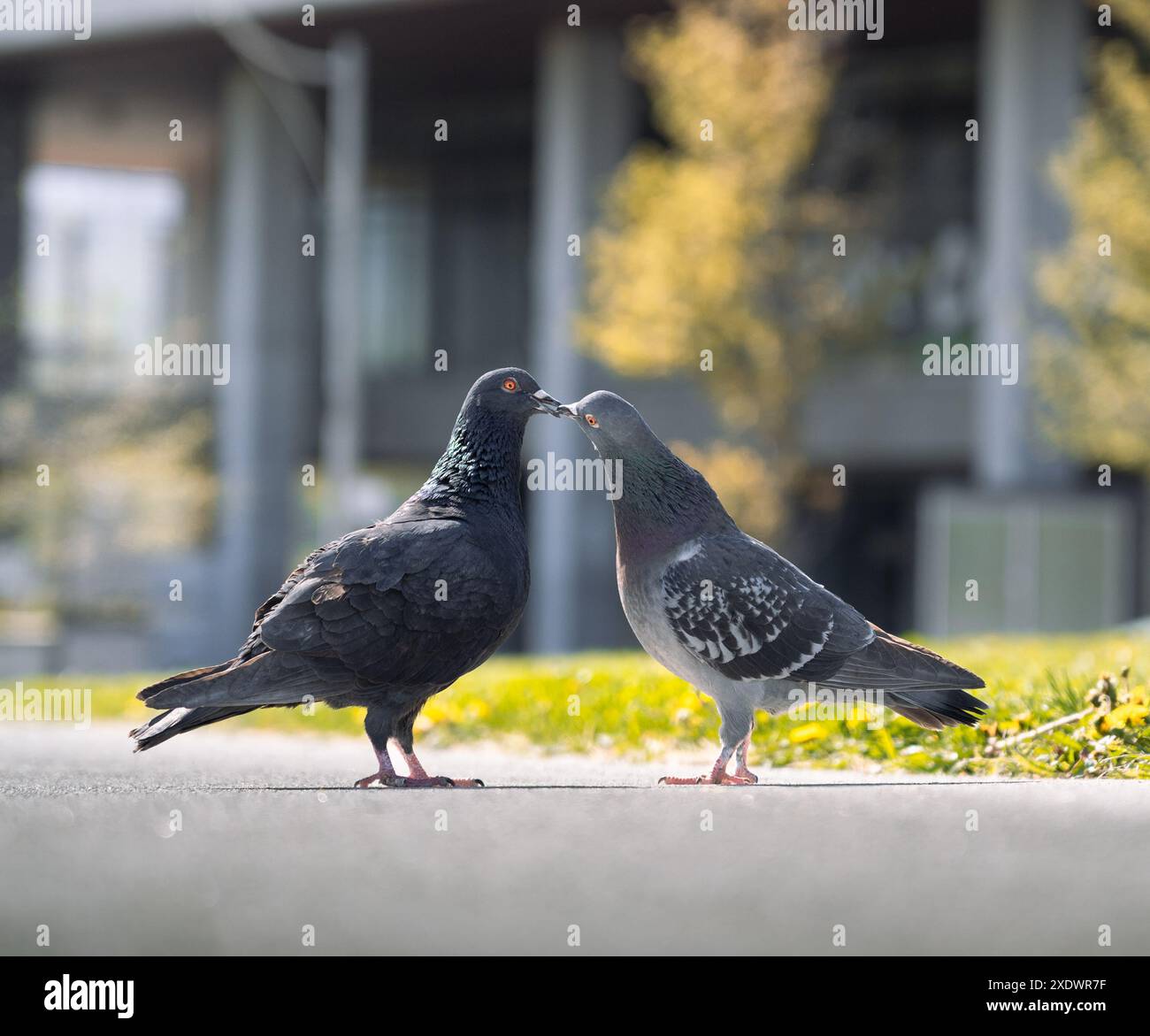 Zwei Tauben küssen sich auf der Straße in einem Park Stockfoto