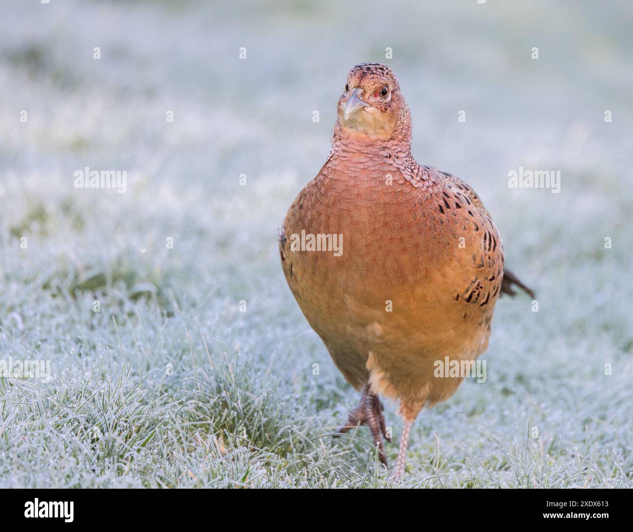 Fasan weiblicher Vogel auf frostbedecktem Gras Stockfoto
