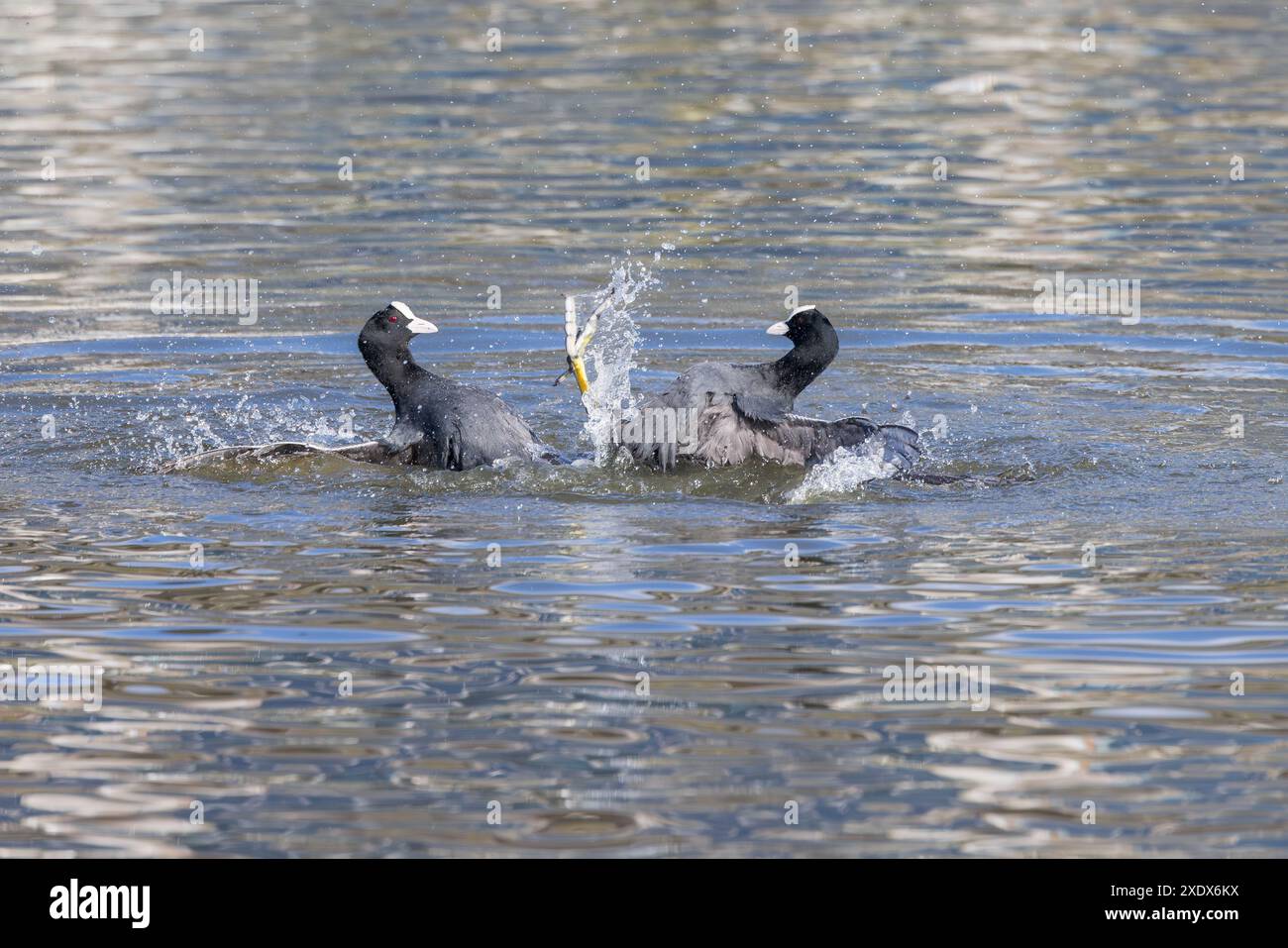 Blässe [ Fulica ATRA ] 2 Erwachsene Vögel kämpfen auf dem See Stockfoto