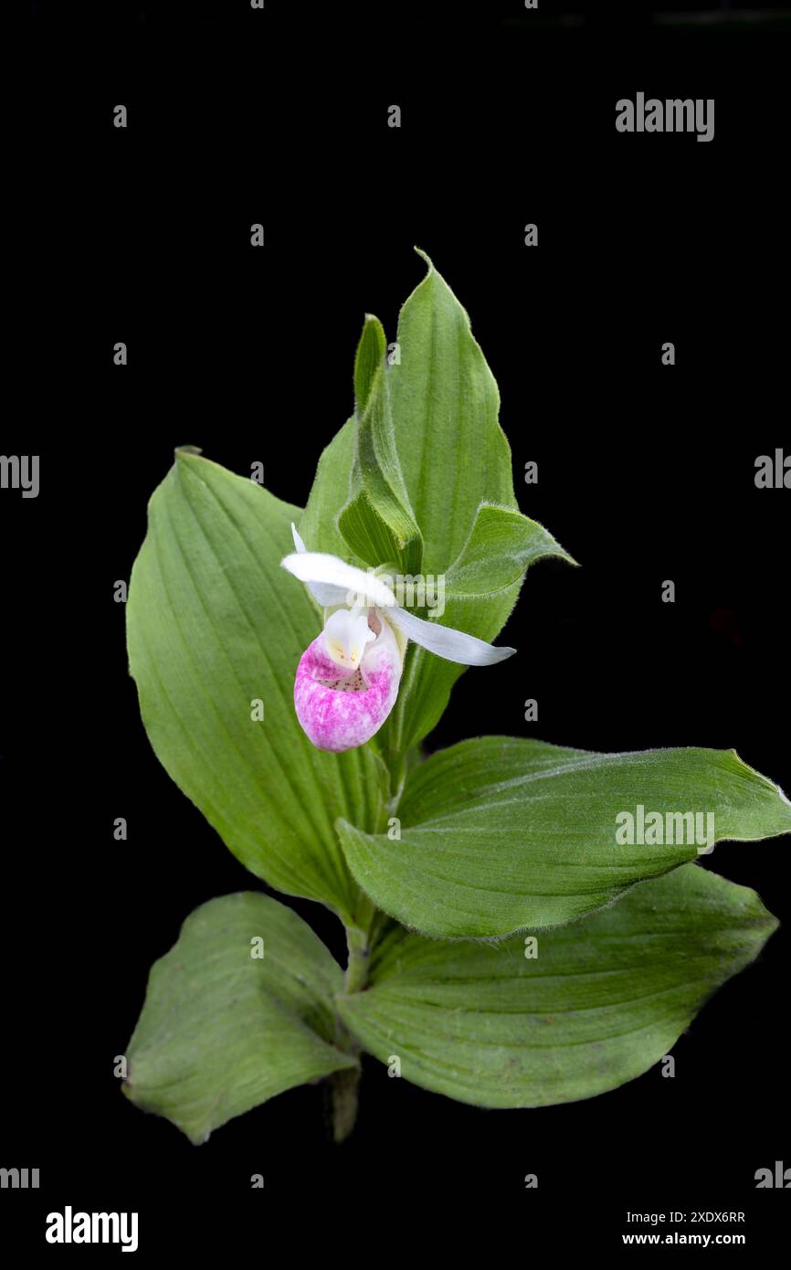 Abstrakte Makrostrukturansicht einer blühenden, rosa-weißen, auffälligen Damenschuh (cypripedium reginae) Blume mit schwarzem Hintergrund Stockfoto