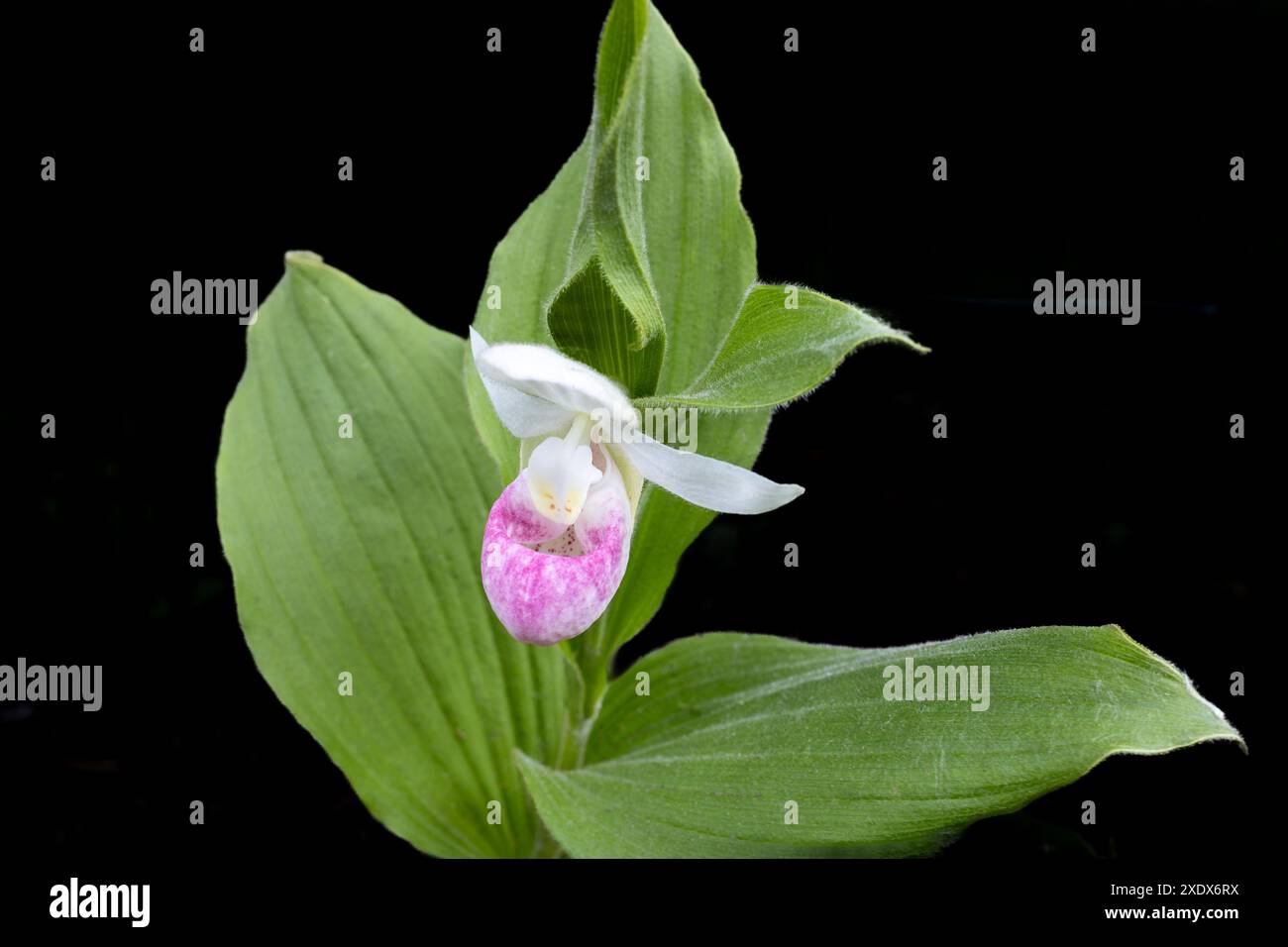 Abstrakte Makrostrukturansicht einer blühenden, rosa-weißen, auffälligen Damenschuh (cypripedium reginae) Blume mit schwarzem Hintergrund Stockfoto