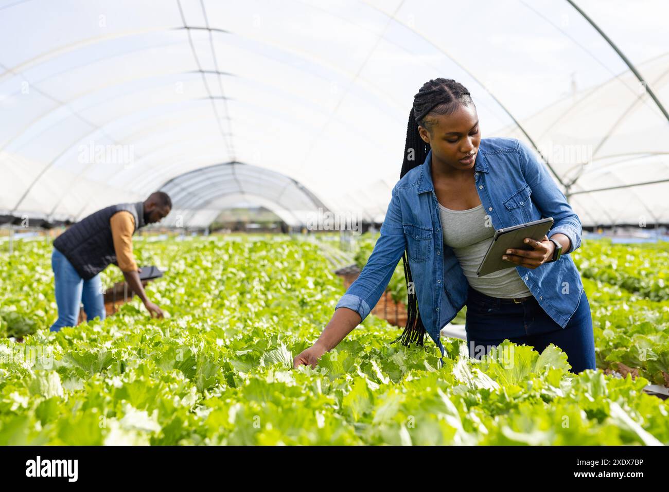 Arbeiten mit Tablets, Bauern im Bio-Hydrokultur-Gewächshaus, Kopierraum Stockfoto