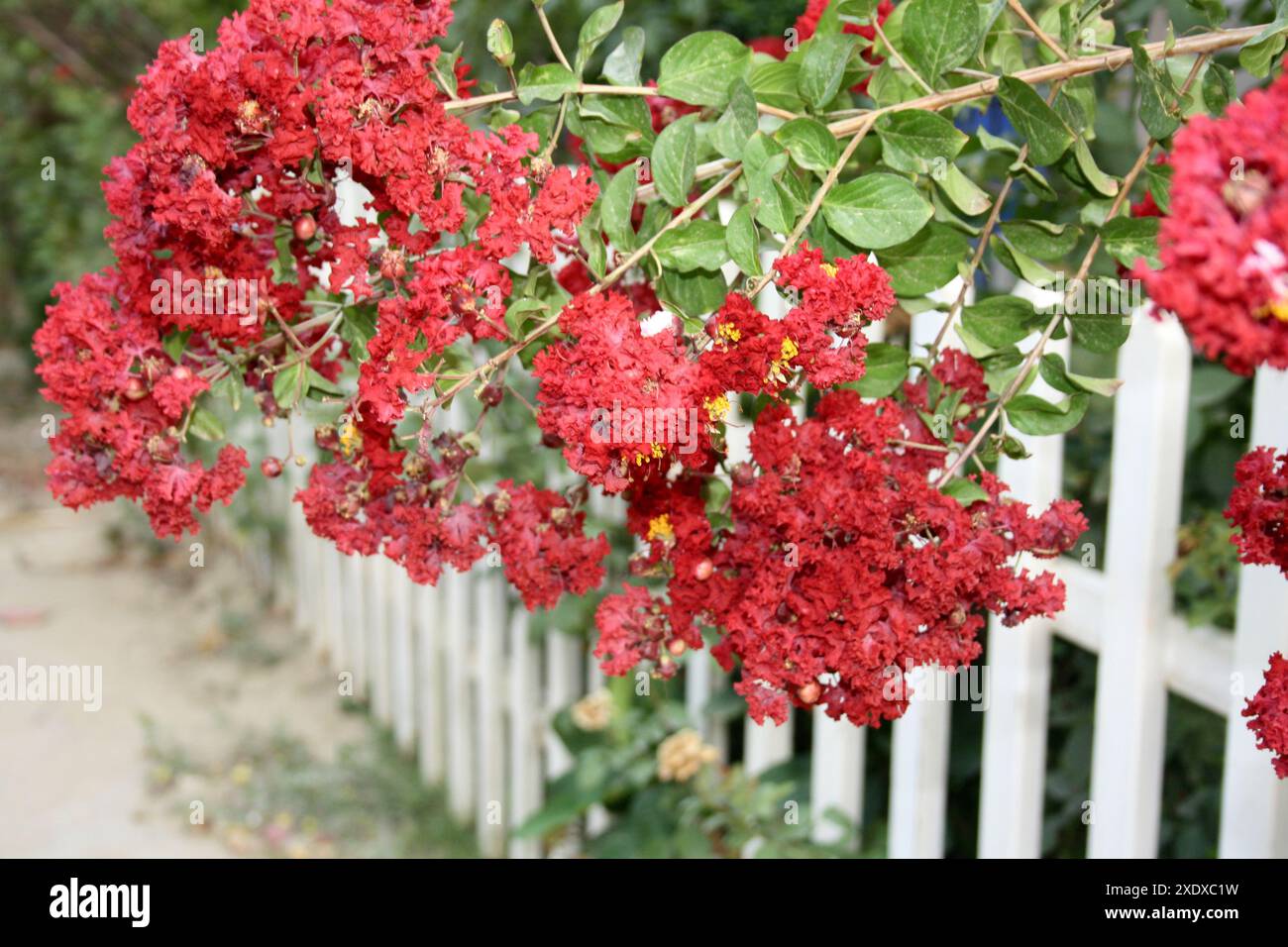 Karmin (rot) farbige krabbenmyrte (Lagerstroemia indica) in Blüte : (Bild Sanjiv Shukla) Stockfoto