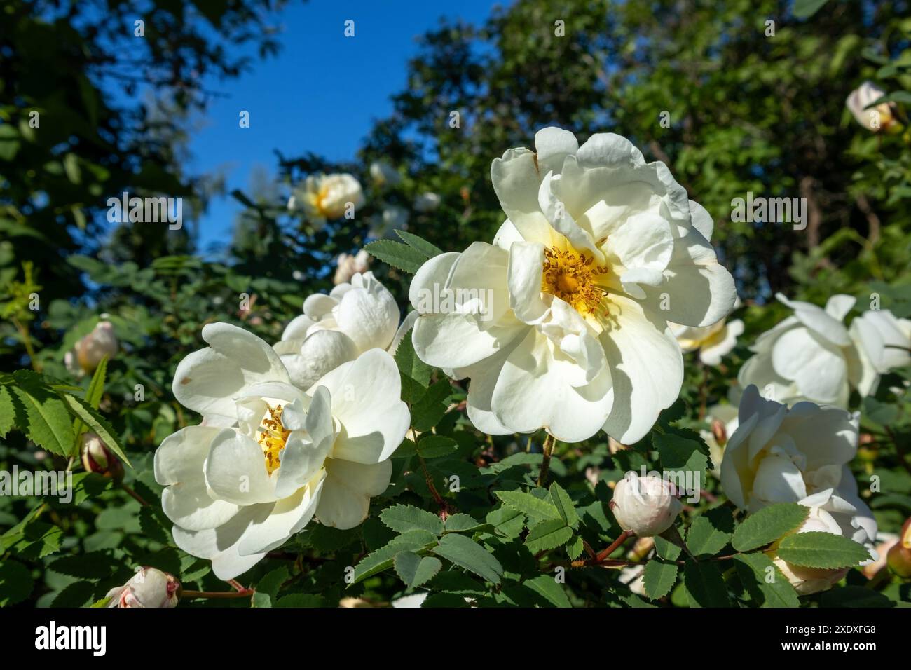 Finnische weiße Rose blüht, Rosa spinosissima „Plena“ Stockfoto