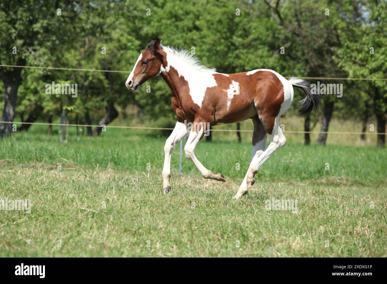 Schönes Pferd, das auf Weide läuft Stockfoto