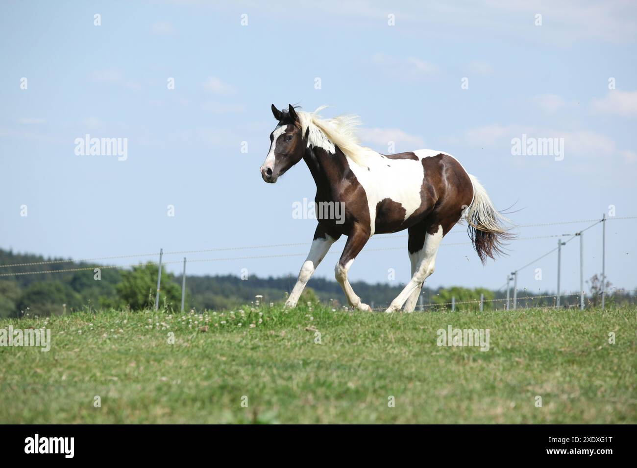 Schönes Pferd, das auf Weide läuft Stockfoto
