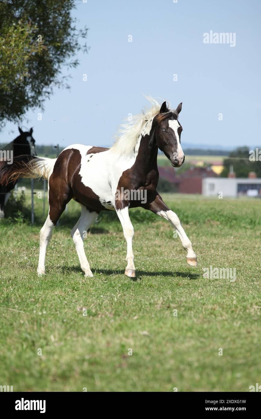 Schönes Pferd, das auf Weide läuft Stockfoto
