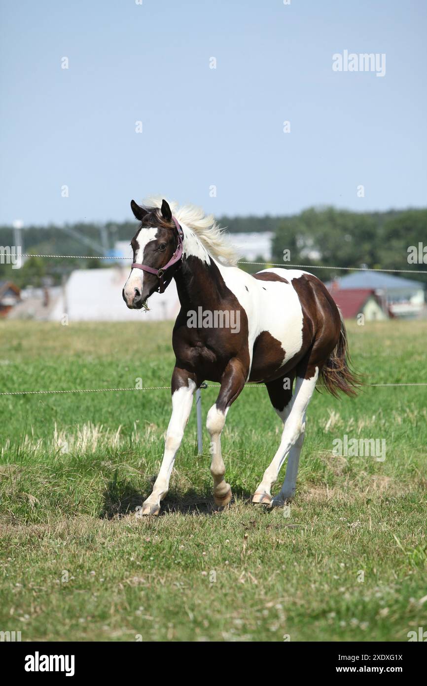 Schönes Pferd, das auf Weide läuft Stockfoto