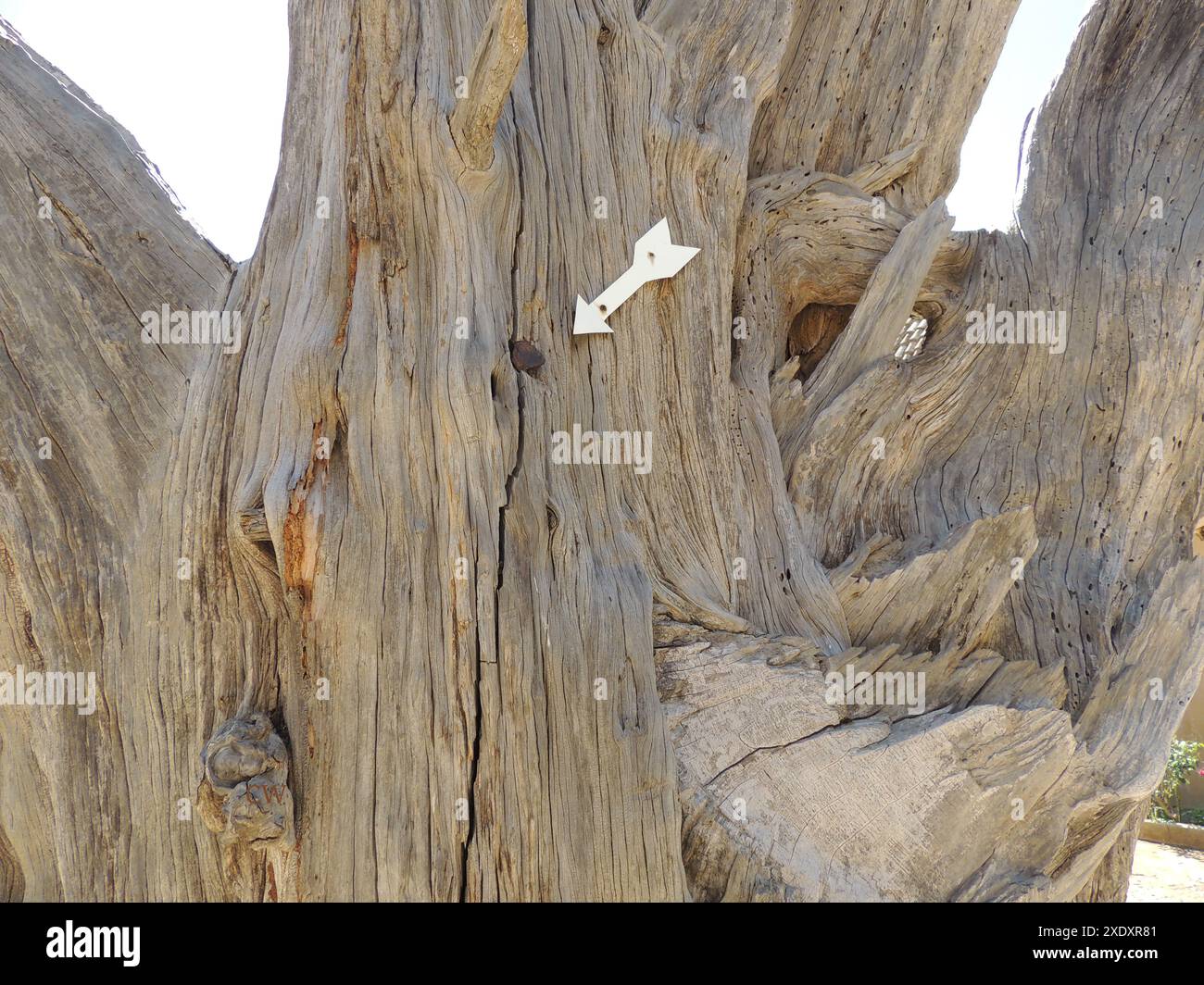 KLOSTER ARKADI, KRETA, GRIECHENLAND. Der Kugelbaum ist ein Überlebender der Arkadi-Tragödie von 1866, als eine Revolution der Einheimischen gegen die türkische Besatzung stattfand. Eine Kugel in einem verbrannten Baum erinnert an die Zeit, als 36 Mönche und Unterschlupf im Refektorium der Abtei ermordet wurden.- ΜΟΝΑΣΤΉΡΙ ΑΡΚΆΔΙ, ΚΡΉΤΗ, Ελλάδα. Το δέντρο της σφαίρας Stockfoto