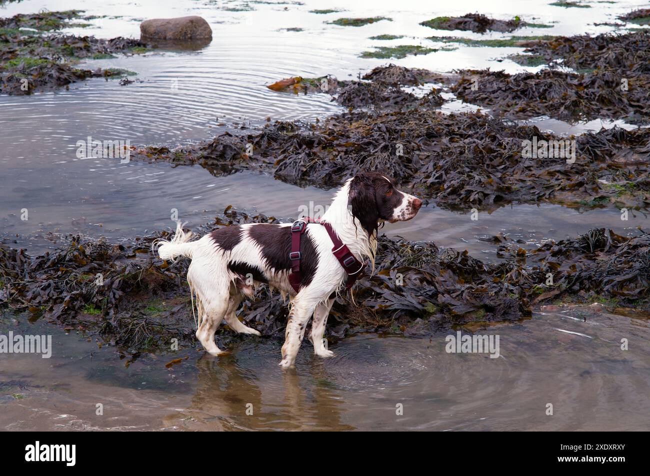 15 Monate alter springer Spaniel an der Küste bei Ebbe unter Algen Stockfoto