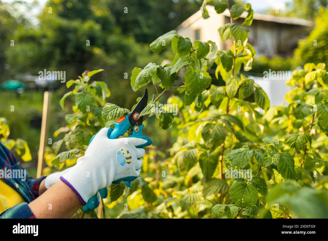 Schneiden von Himbeerbüschen. Gartenarbeiten im Herbst. Hände mit Handschuhen Stockfoto