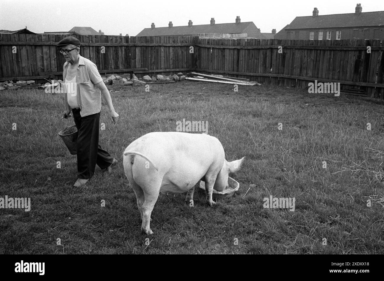 1970s Britain Coal Mining Community. Der pensionierte Miner Tommy war Bandmann in der Hemsworth Colliery, er mietete dieses Land von der National Union of Miners. Hier in seinem Kleinbetrieb, wo er mehrere Schweine hält. South Kirkby, Yorkshire England 1979. 1970er Jahre Großbritannien Stockfoto