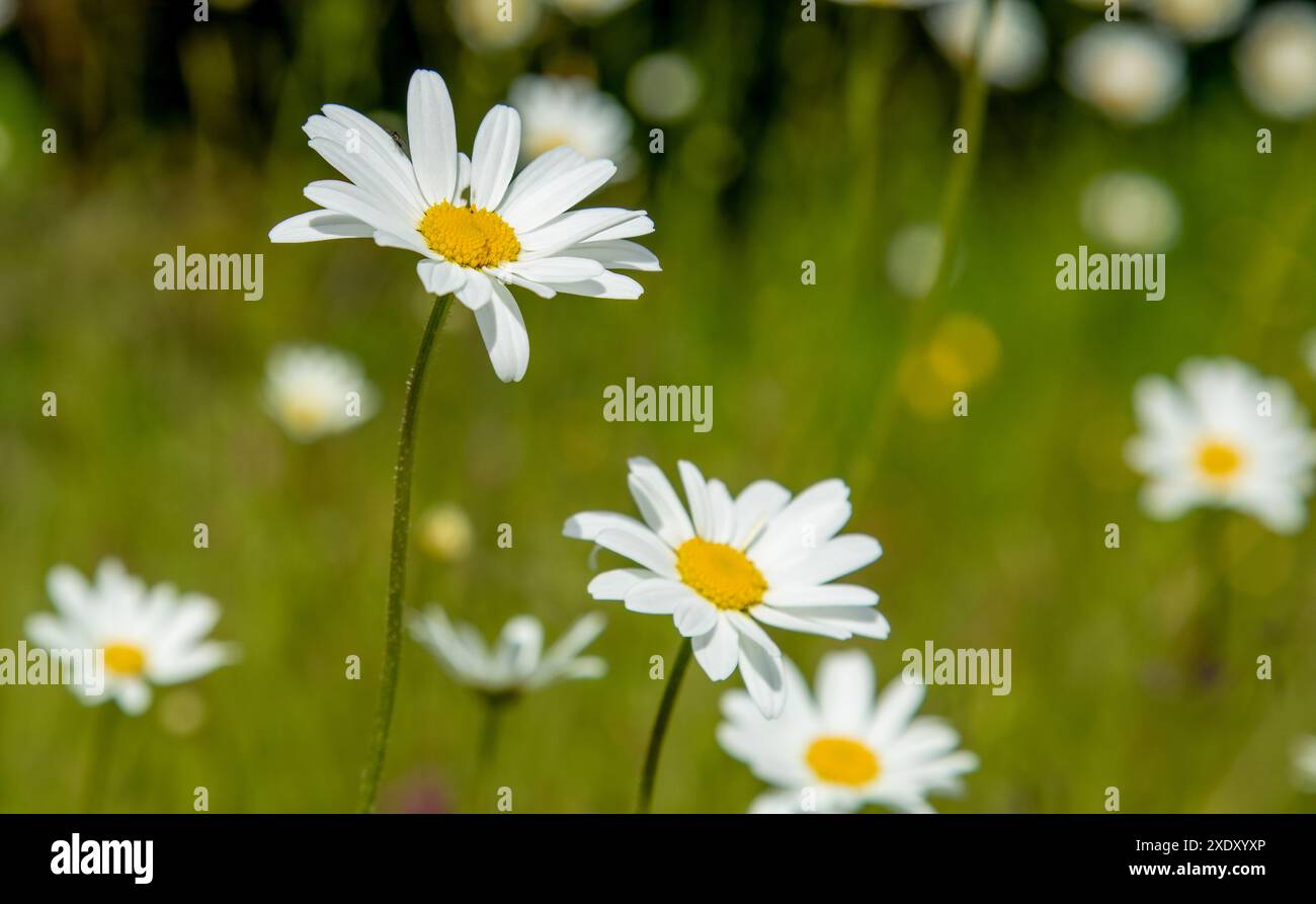 Schöne Wildwiese Gänseblümchen auf einer Wiese im Sommer Stockfoto