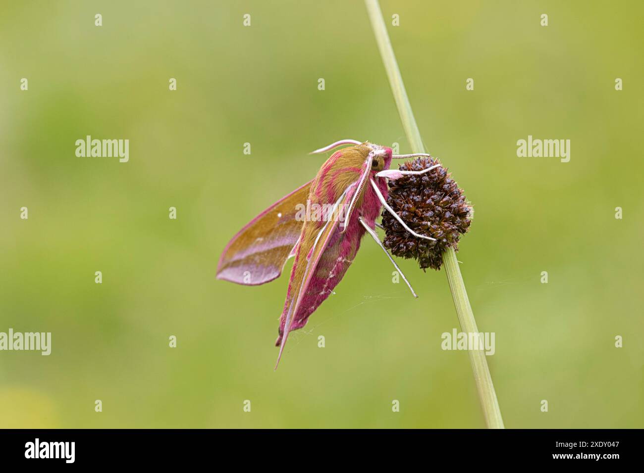 Nahaufnahme Elefantenfaltenmotte (Deilephila elponor) auf Grashalm, in einem Gebiet, das für den Schmetterlingsschutz bewirtschaftet wurde. Haldon Forest Park, Exeter, Großbritannien Stockfoto