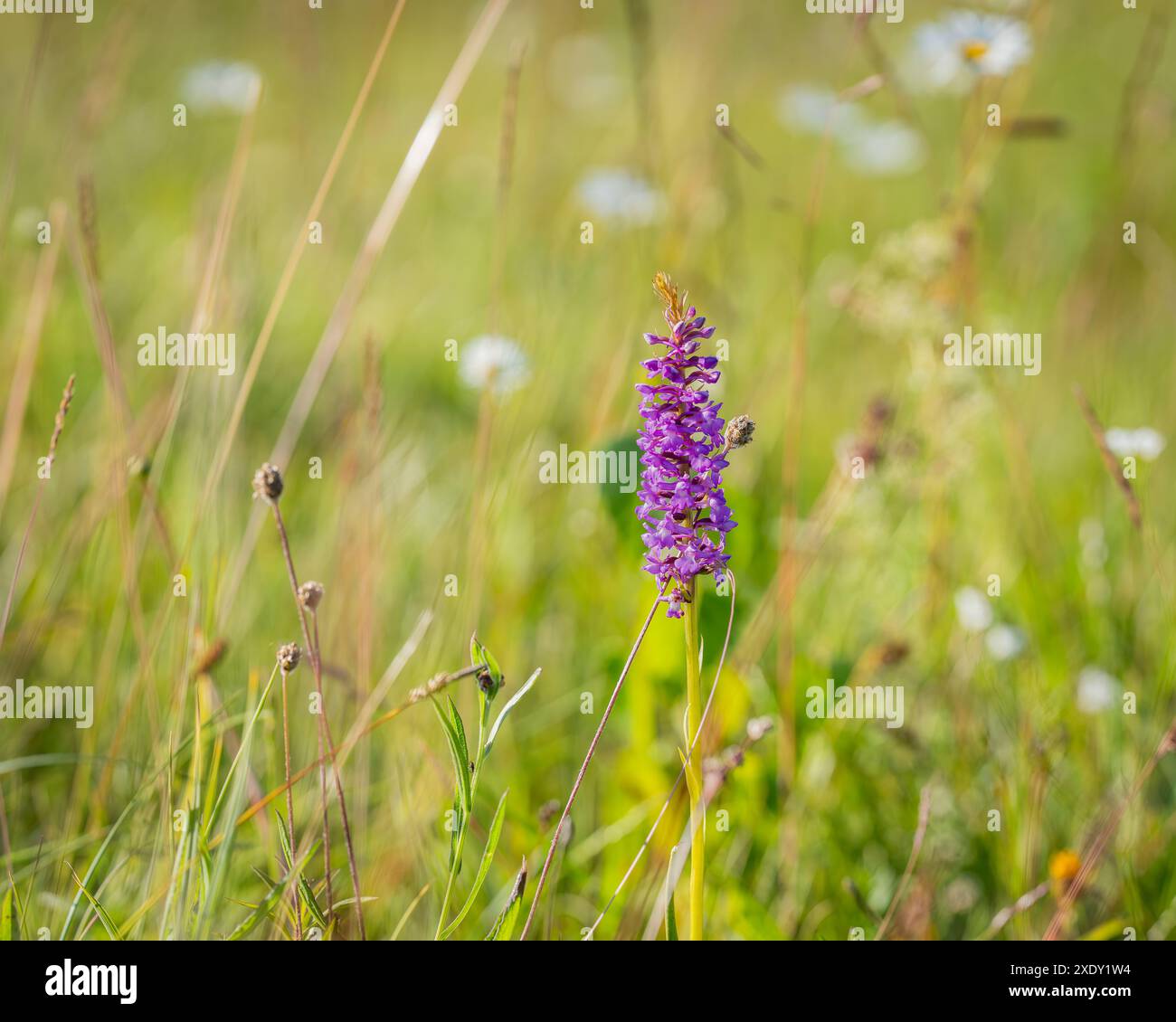 Blumen von Gymnadenia conopsea, duftende Orchideen auf einer Wiese im Sommer. Duftende Orchidee, Kreide duftende Orchidee in Blume auf der Wiese. Stockfoto