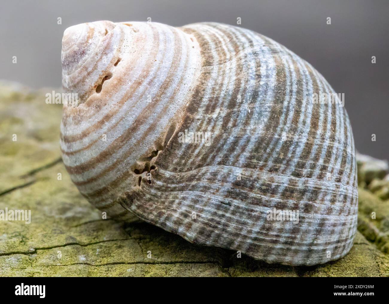 Nahaufnahme eines Makros einer kleinen Schale Stockfoto