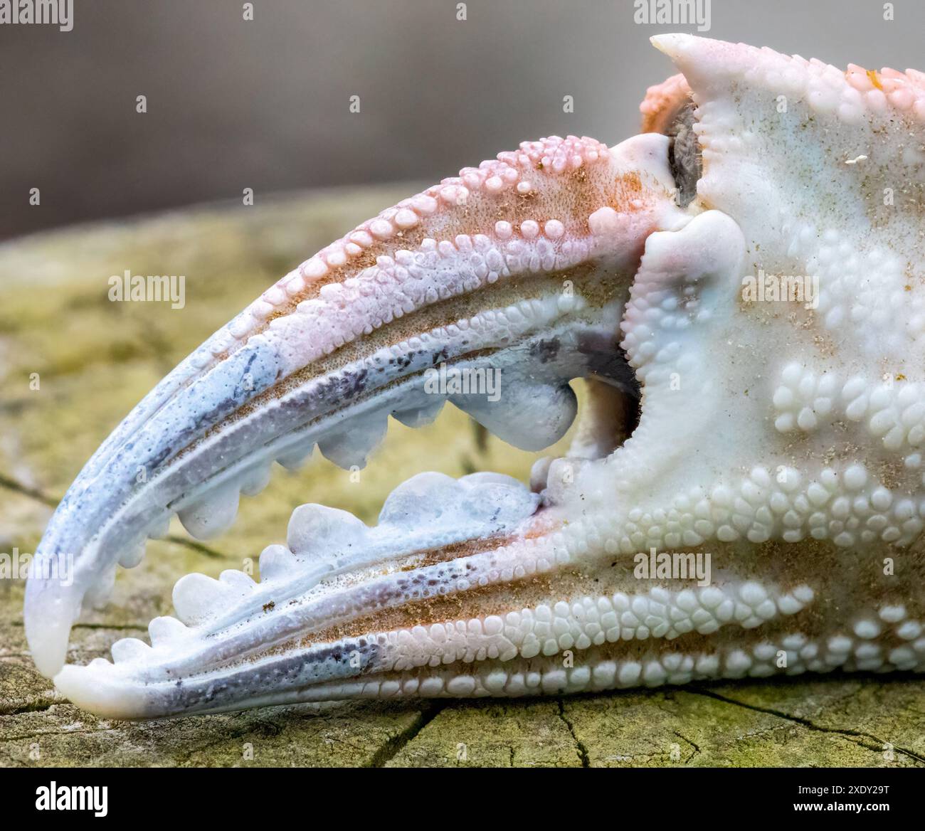 Makrodetails einer Krabbenkralle aus nächster Nähe Stockfoto