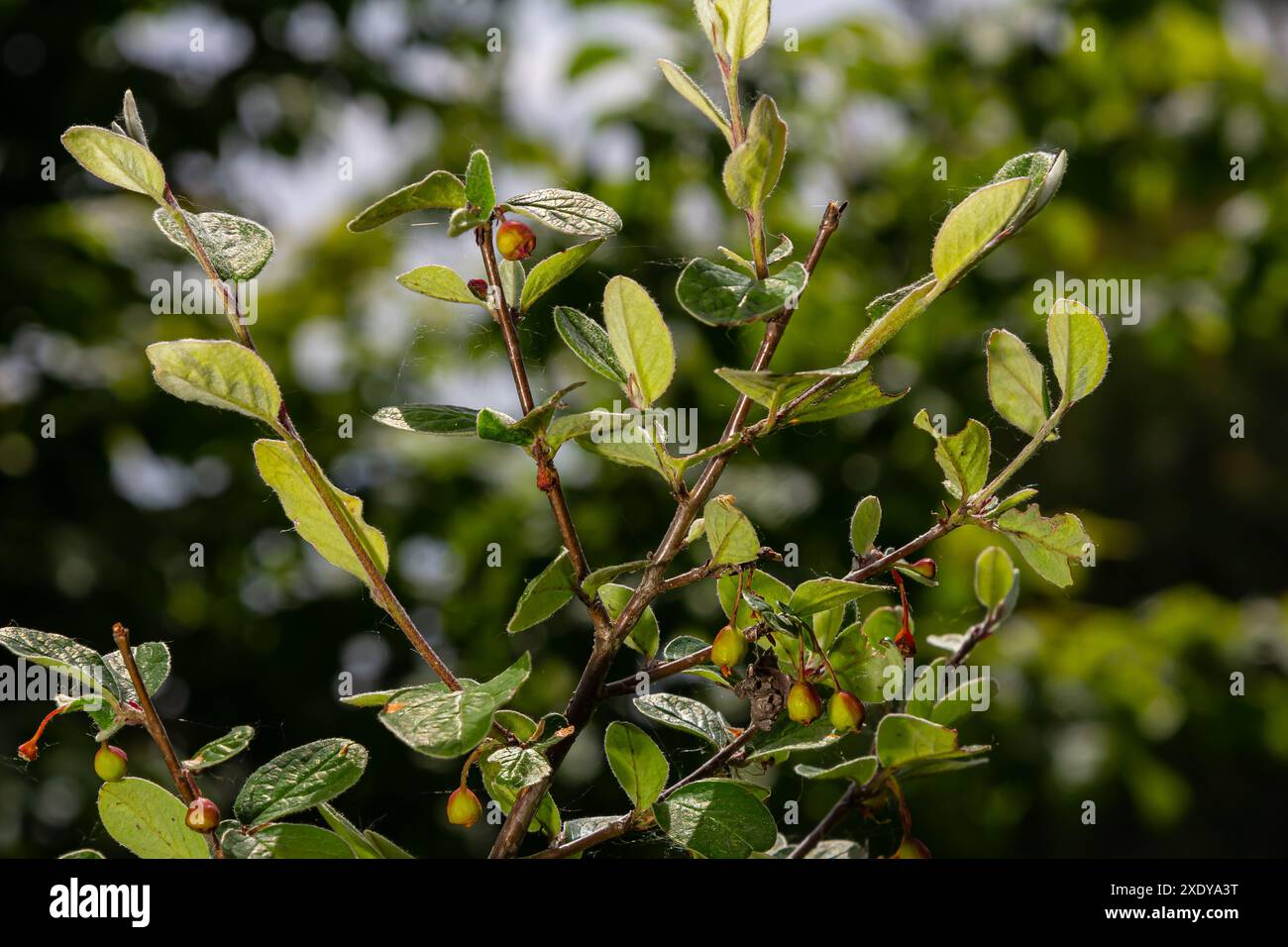 Cotoneaster procumbens. Cotoneaster-Buschpflanze mit Reifen roten Beeren. Stockfoto