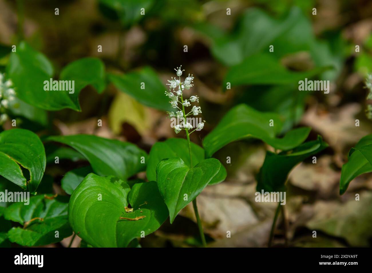 Maianthemum bifolium oder falsche Maiglöckchen sind oft eine örtlich begrenzte Rhizomatöse blühende Pflanze. Im Wald wachsen. Stockfoto