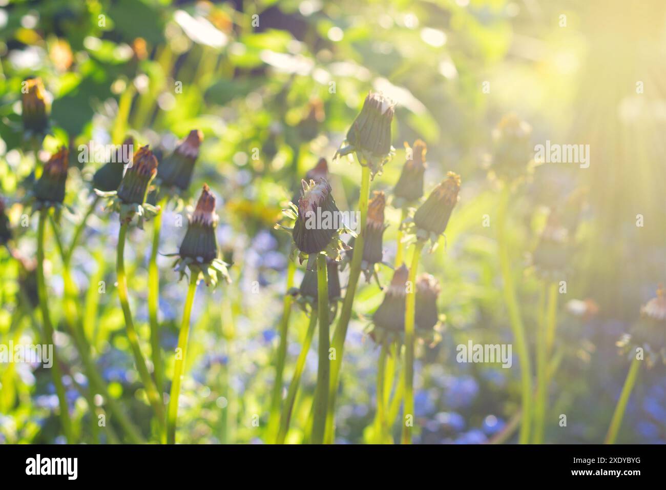 Wildblumen am Morgen Stockfoto