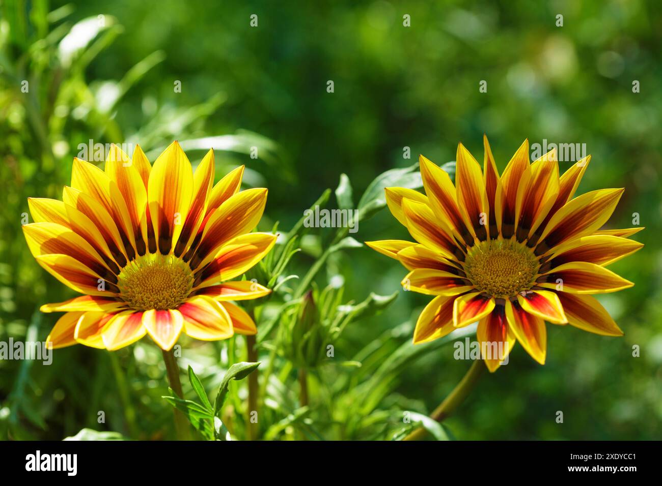 Bunte Gazanienblüten oder afrikanische Gänseblümchen blühen in einem Garten Stockfoto